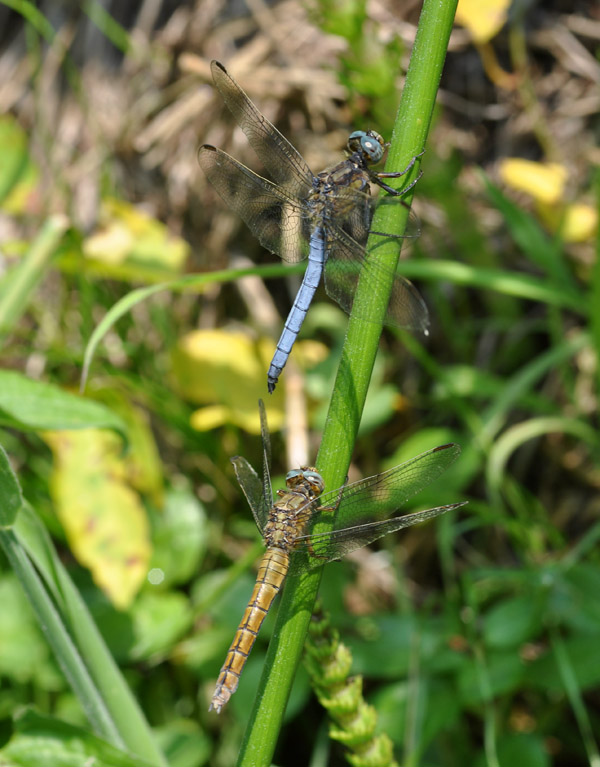Accoppiamento di.... Orthetrum coerulescens? - S
